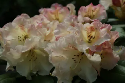 Rhododendron 'Mrs Betty Robertson' beautiful flowers.