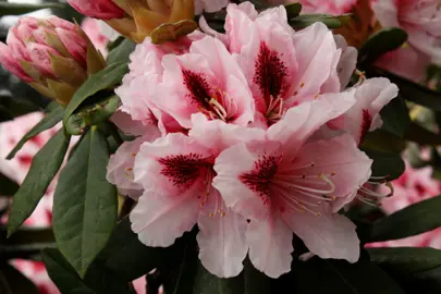 rhododendron-mrs-gw-leak-