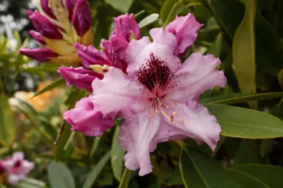 rhododendron-mt-clearview-