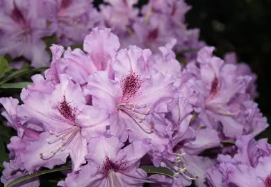 rhododendron-mt-clearview-1