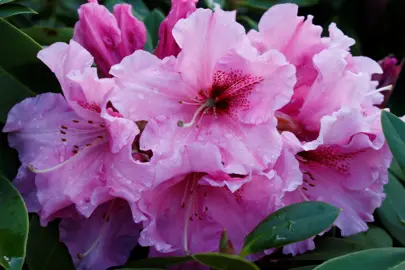 Rhododendron 'Norrie King' pink flowers.