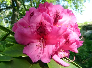 Rhododendron- 'Olin O Ddobbs' pink flowers.