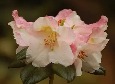 Rhododendron 'Opal Dawn' colourful flowers.