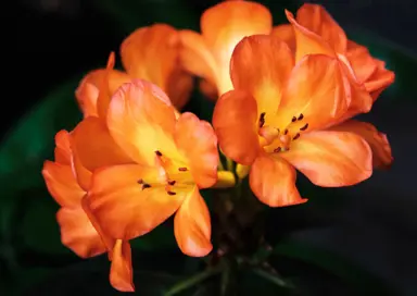 Rhododendron 'Orange' vireya flowers.