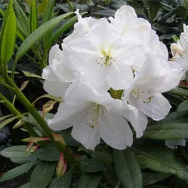 rhododendron-pawhuska-