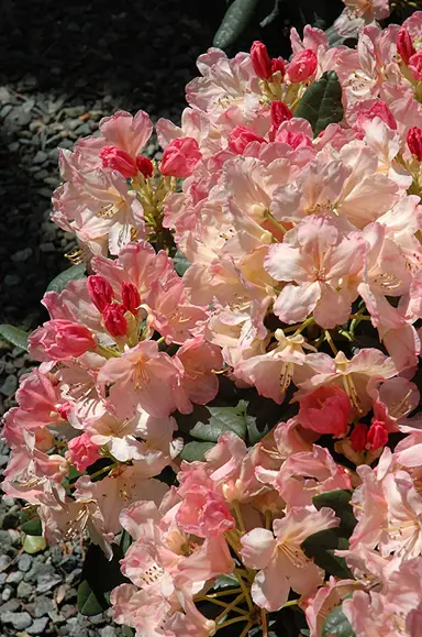 rhododendron-percy-wiseman-