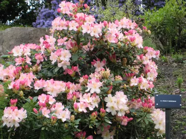 rhododendron-percy-wiseman-1