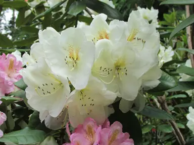 Rhododendron 'Phyllis Korn' cream-green flowers.