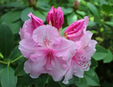 Rhododendron 'Pink Pearl' pink flowers.