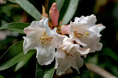 Rhododendron polyandrum flowers.