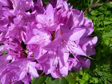 Rhododendron ponticum pink flowers.