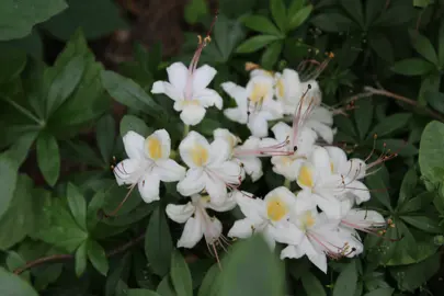 Rhododendron 'Popcorn' white and yellow flowers.