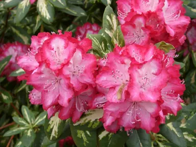 rhododendron-president-roosevelt-