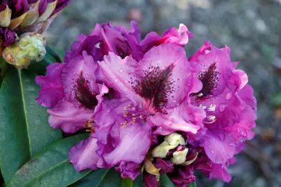 rhododendron-purple-splendour-