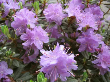 Rhododendron 'Ramapo' purple flowers.