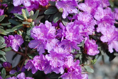 Rhododendron 'Ramapo' purple flowers on a shrub.