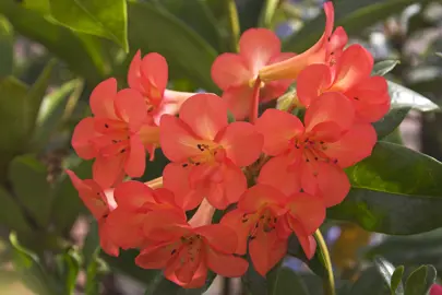 Rhododendron 'Rosie Posie' plant with rose-pink flowers.