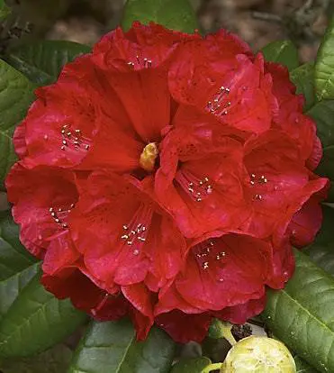 rhododendron-rubicon-