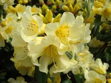 Rhododendron 'Saffron Queen' yellow flowers.