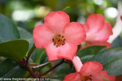 Rhododendron 'Saxon Blush' rose-pink flower.