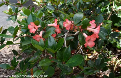 Rhododendron 'Saxon Blush' plant with pink flowers and lush green foliage.