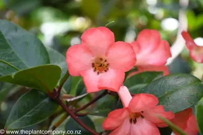 Rhododendron 'Saxon Blush' rose-pink flowers with dark green leaves.