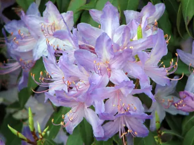 Rhododendron 'Senora Meldon' purple flowers.