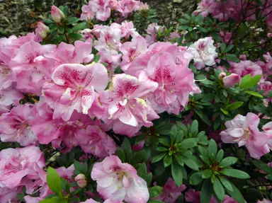 Rhododendron 'Seta' plant with pink flowers.