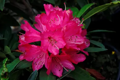 rhododendron-sir-robert-peel-