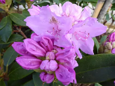 Rhododendron 'Sleepy' pink flowers.