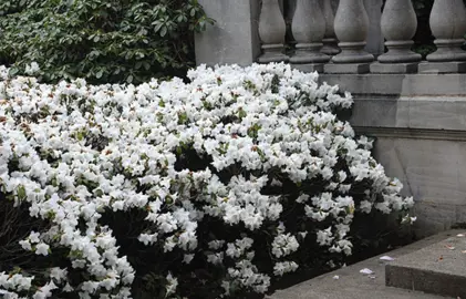 rhododendron-snow-lady-