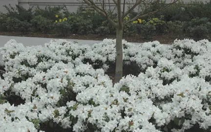 rhododendron-snow-lady-1