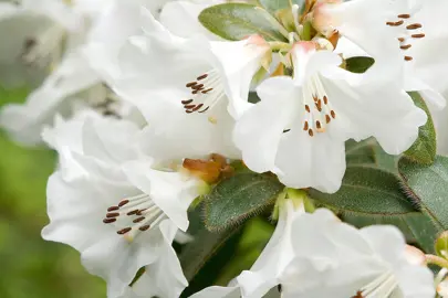 rhododendron-snow-lady-2