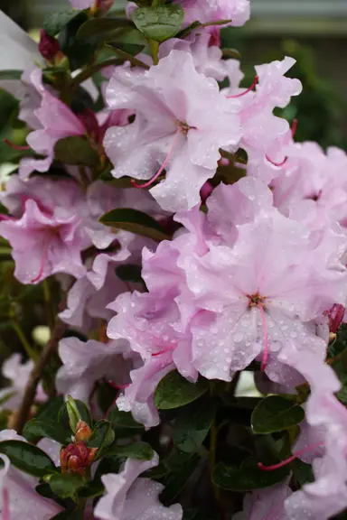 Rhododendron 'Spring Dance' pink flowers.