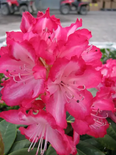 Rhododendron 'The President' pink flowers.