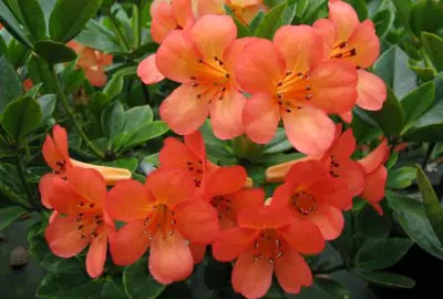 Rhododendron 'Tickety Boo' flowers.