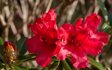 Rhododendron 'Titian Beauty' red flowers.