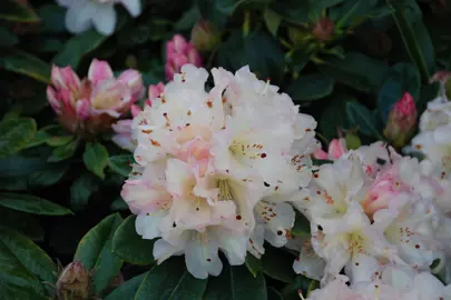 Rhododendron 'Unique' plant with beautiful flowers.