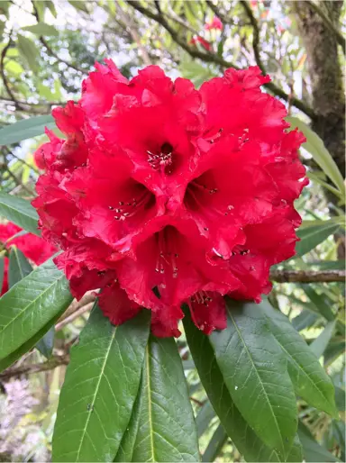 Rhododendron 'Unknown Warrior' plant with red flowers.