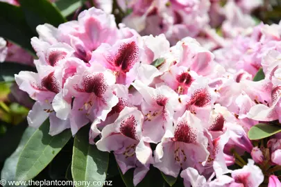 rhododendron-van-dec--1