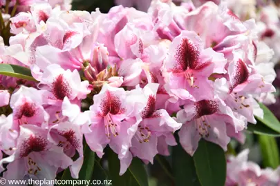 rhododendron-van-dec--2