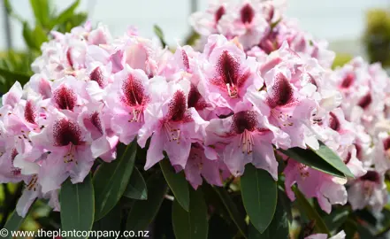 rhododendron-van-dec--3