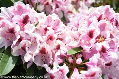 rhododendron-van-dec-