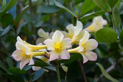 rhododendron-creme-de-la-creme-