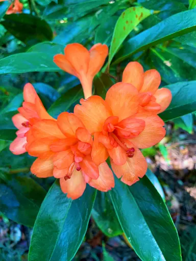 rhododendron-luna-flame-