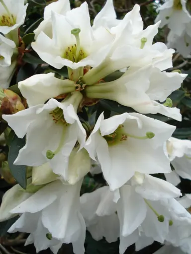 Rhododendron 'Virginalis' white flowers.