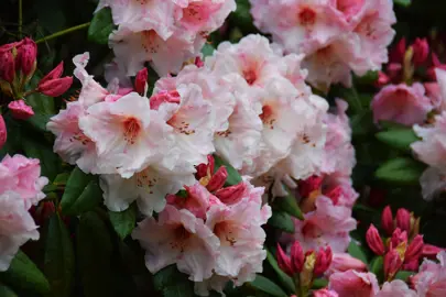 Rhododendron 'Virginia Richards' plant with beautiful peach-coloured flowers.