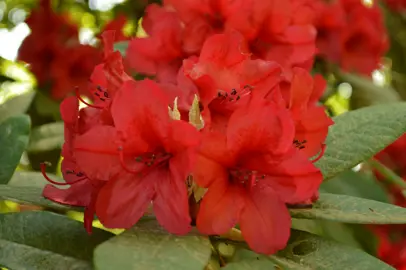 Rhododendron 'Vulcan' red flowers.