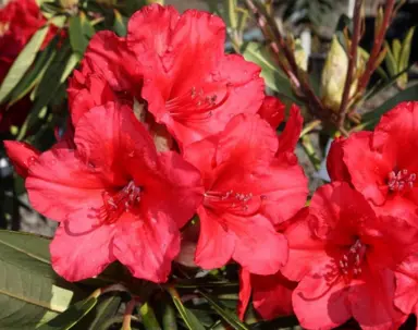 rhododendron-vulcans-flame-1