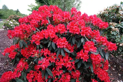 rhododendron-vulcans-flame-2